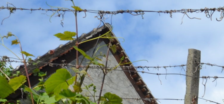 Erfahren sie mehr über ihr Lieblings-Weinland Weinländer und deren Weinanbaugebiete