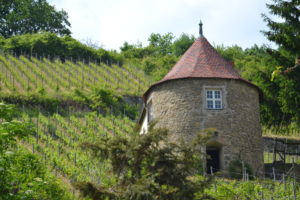 Weinanbau in Deutschland