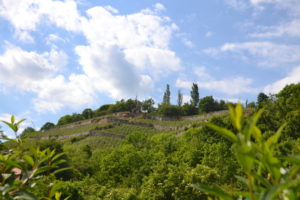 Weinanbau in Frankreich